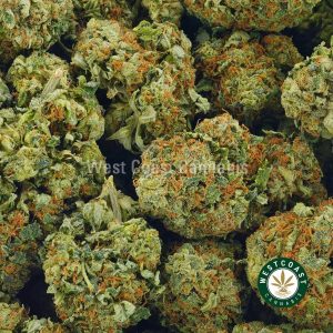 buy this UBC Chemo weed online in canada. Buy weed online and pot strains like island pink strain, purple space cookies weed, and jungle cake strain weed online from west coast canabis online dispensary.
