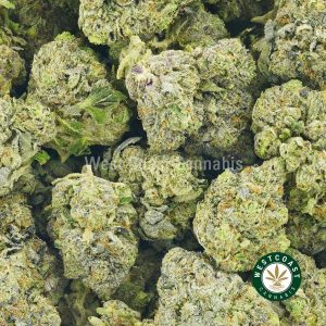 image of Tom Ford Pink Kush to buy online in canada from west coast cannabis online dispensary. buy grams of weed online in canada. buy thc vape juice, jack herer weed, crystal coma strain online in canada.