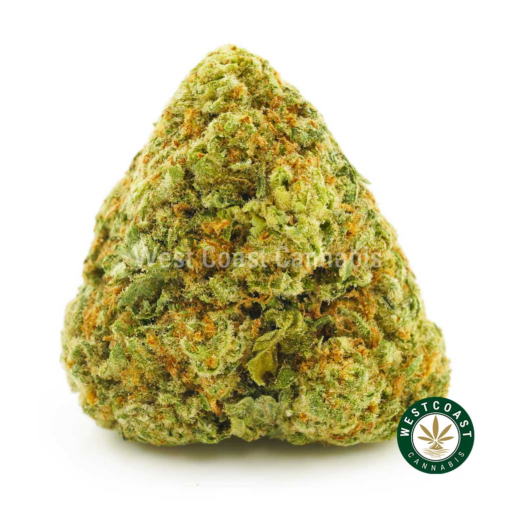 close up image of megalodon weed bud for sale online. buy weed online in Canada. Buy popular weed strains like gelato strain northern lights strain, pineapple express strain, and cherry pie strain.