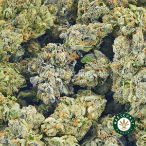 Buy Cannabis Blue Comatose at Wccannabis Online Shop