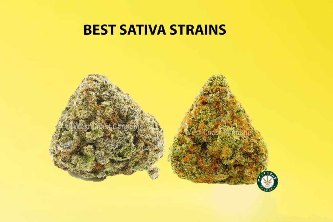 buy the best sativa strains online in canada from west coast cannabis online dispensary in BC