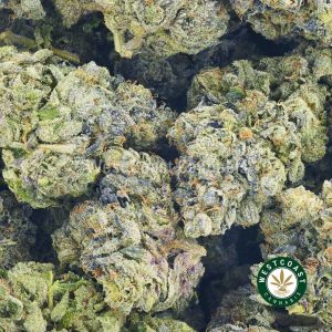 Photo of Purple Bruce Banner weed from online dispensary in canada. buying weed online. order weed canada. weed shop online.