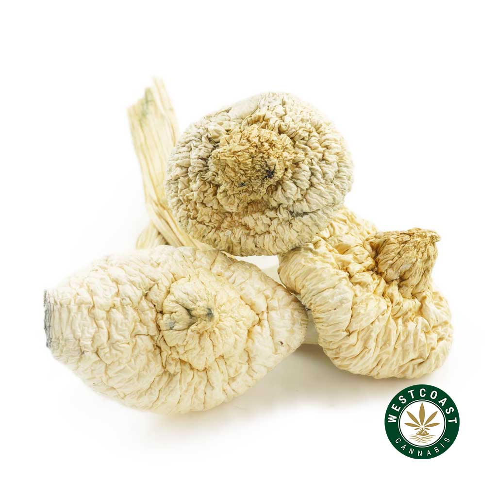 Buy Magic Mushrooms Great White Monster at Wccannabis Online Shop
