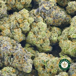 Buy Cannabis Blueberry Icewreck at Wccannabis Online Shop