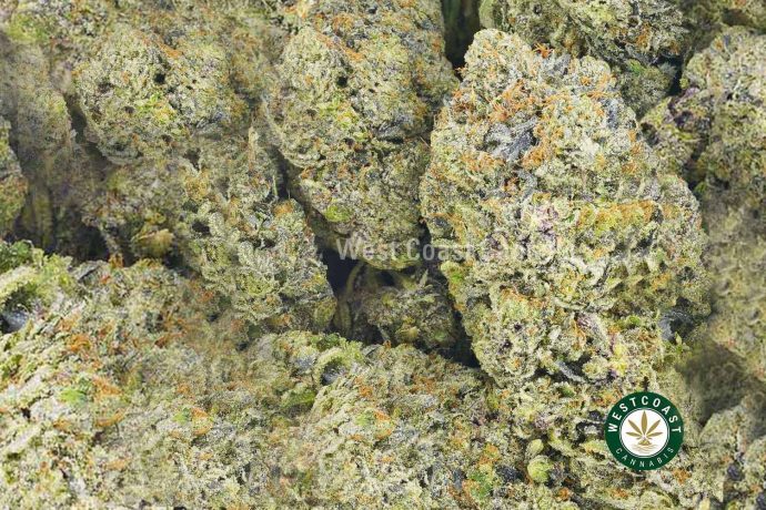 image of Do-Si-Dos Strain for sale. Buy weed online in Canada Online Dispensary