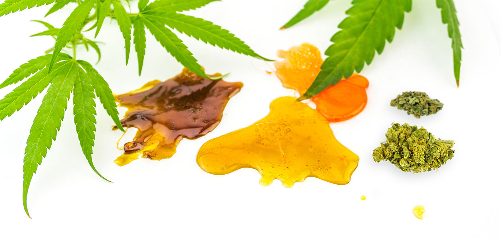 image of cannabis leaves and THC concentrates