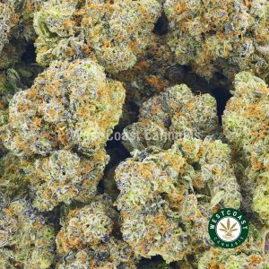 Image of mendo breath strain to buy online in canada. Best online dispensary canada west coast cannabis BC bud. order weed online.