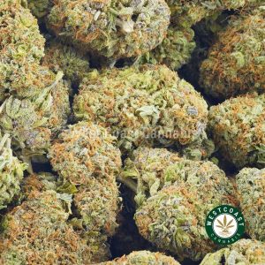 Buy Cannabis Blueberry Mimosa at Wccannabis Online Shop