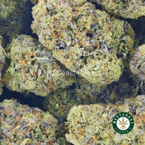 Buy Cannabis Purple Biscotii at Wccannabis Online Shop