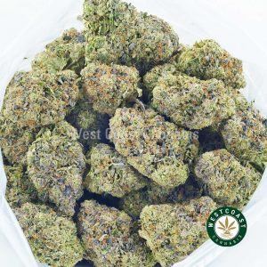 Buy Cannabis Purple Biscotii at Wccannabis Online Shop