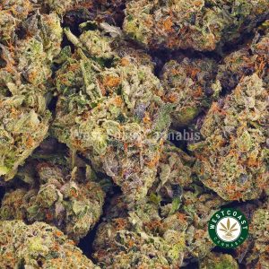 Order weed online Rose Gold Pink buds from the best online dispensary in Canada to buy weed online.