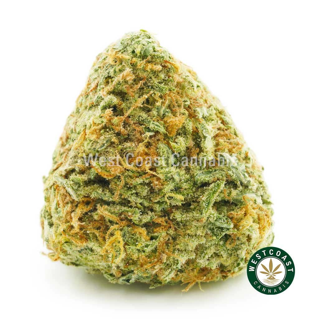 Big nug of Donkey Butter strain weed for sale from the best online dispensary canada. buying weed online. order weed canada. weed shop online.