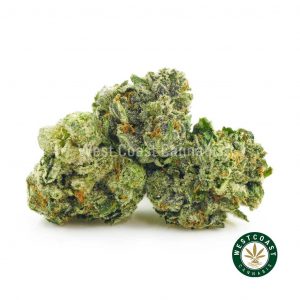 Buy Cannabis Pink Picasso Popcorn at Wccannabis Online Shop