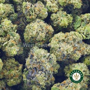 Image of Pink Tuna strain from west coast cannabis. order weed online. mail order weed. online weed dispensary. buy weed online.