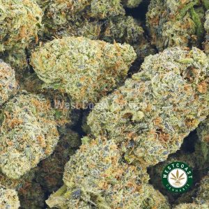 Strawberry Mimosa cannabis popcorn weed for sale from online dispensary west coast cannabis. buy weed online.