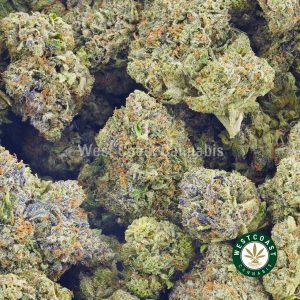 Photo of purple haze cannabis popcorn from Canada's top online dispensary for mail order marijuana.