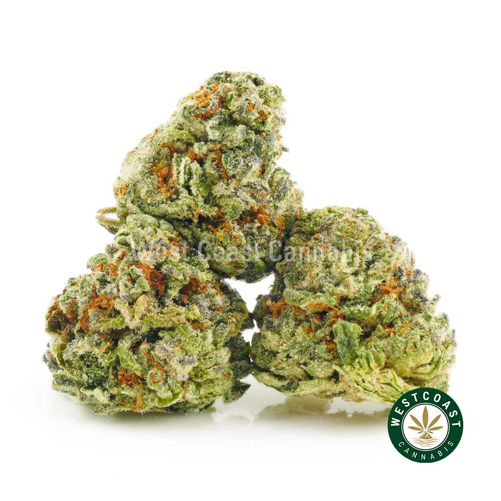 Blueberry Octane product photo from west coast cannabis online mail order weed dispensary in BC. weed online canada. order cannabis online. buy weed online.
