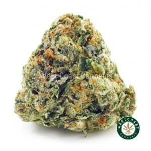Photo of nug of Supreme Pink Kush weed for sale online in canada from west coast cannabis. Get weed online Canada from online dispensary to buy weed.
