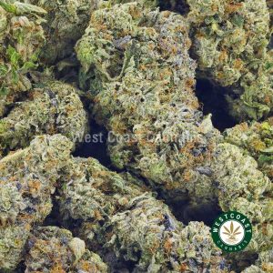 Close up of Black Cherry Soda strain weed for sale form west coast cannabis. order weed online. mail order weed. online weed dispensary. buy weed online.