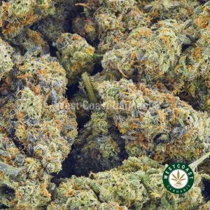 Close up photo of Animal Mints strain. buy weed. weed online canada. order cannabis online. buy weed online.