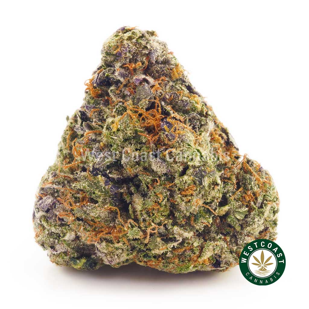 Image of Purple Afghan Haze bud. weed online canada. order cannabis online. buy weed online.
