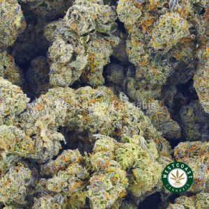 Buy Cannabis Ultra Blueberry at Wccannabis Online Shop