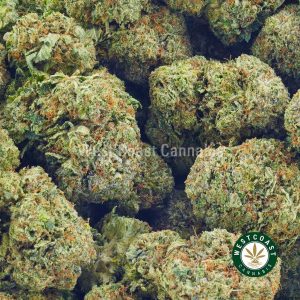 Buy Cannabis Pink Maui Wowie at Wccannabis Online Shop