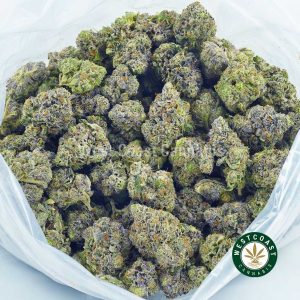 Buy Cannabis Purple Gas Mask at Wccannabis Online Shop