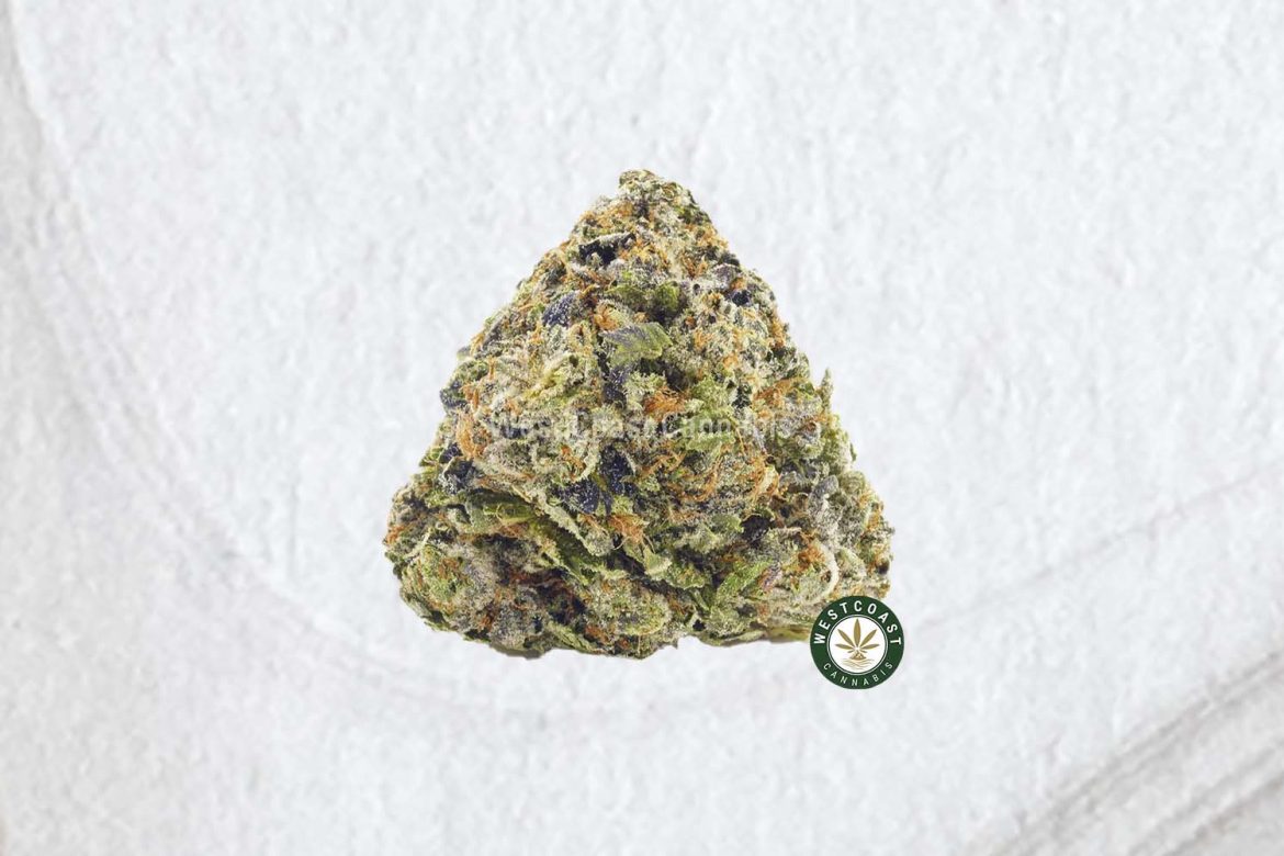 Photo of gelato weed nug from west coast cannabis. buy weed online. mail order weed shop. order weed online.