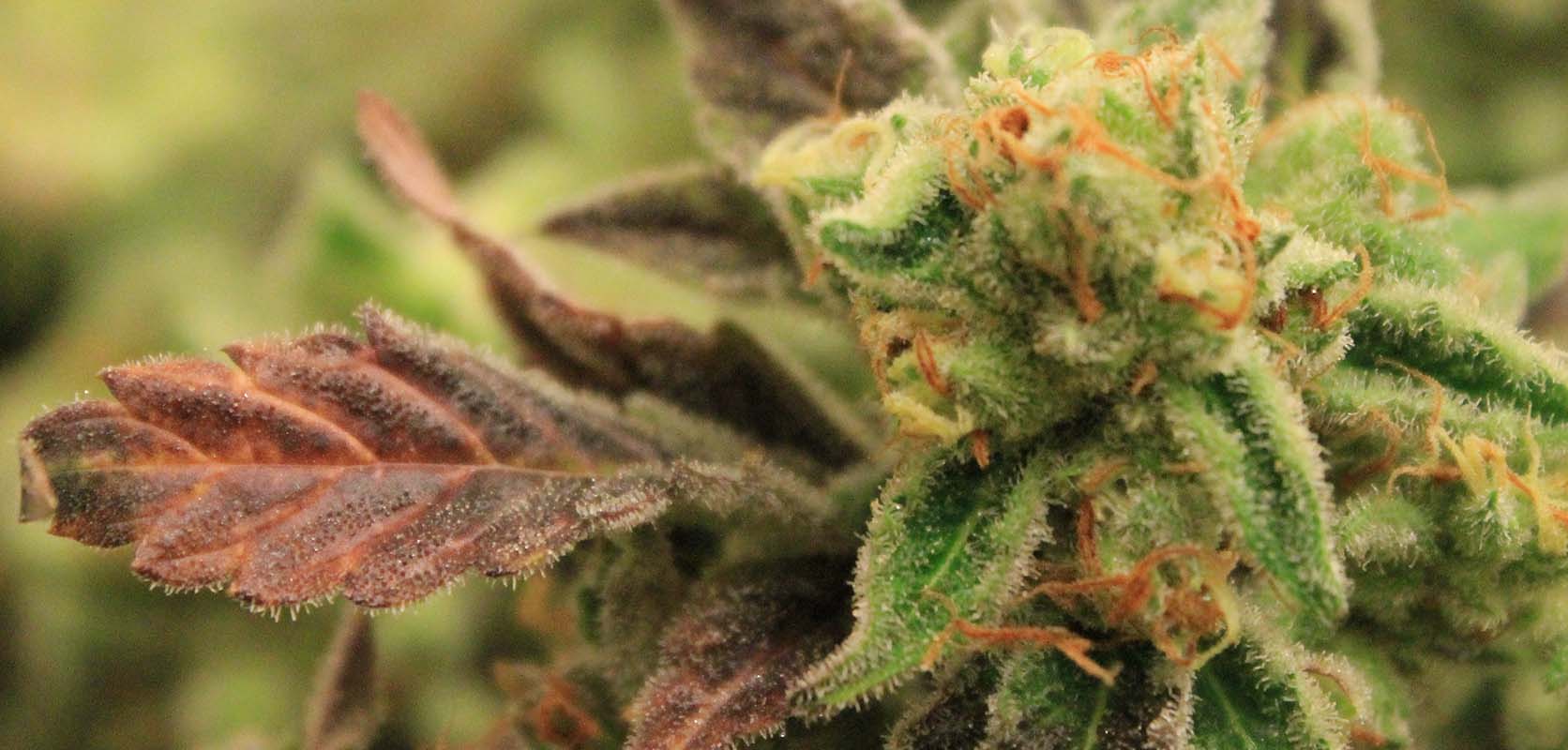 What Is Candy Land Weed?