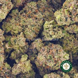 Buy Cannabis Pink Ice Wreck at Wccannabis Online Shop
