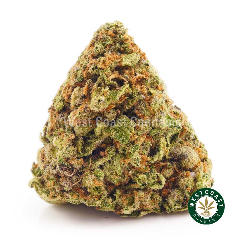 Buy Jack Herer buds at west coast cannabis online weed dispensary in Canada. buy weed concentrates online. mail order weed.