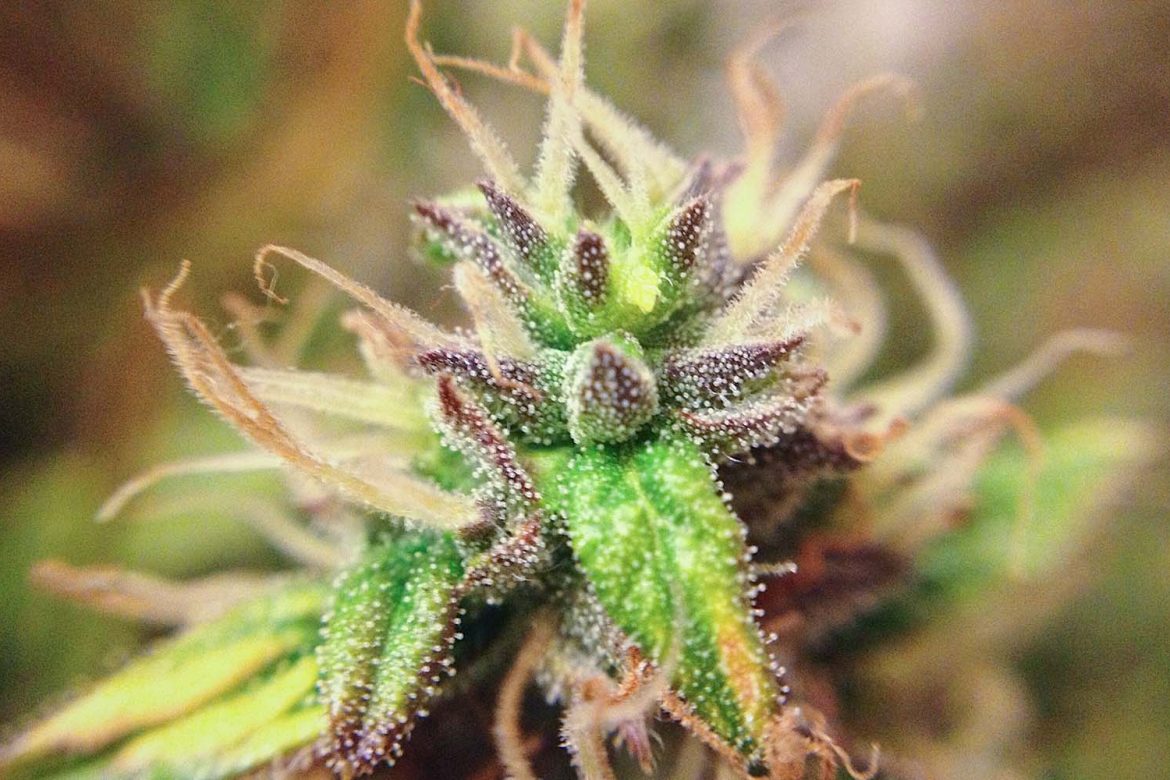 Trichomes on cannabis plant. What are trichome for? Buy weed online in Canada. Buy online weeds.