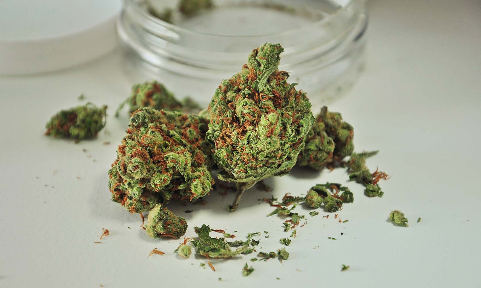 Indica Strains; Our 5 Best Selections & Their Effects
