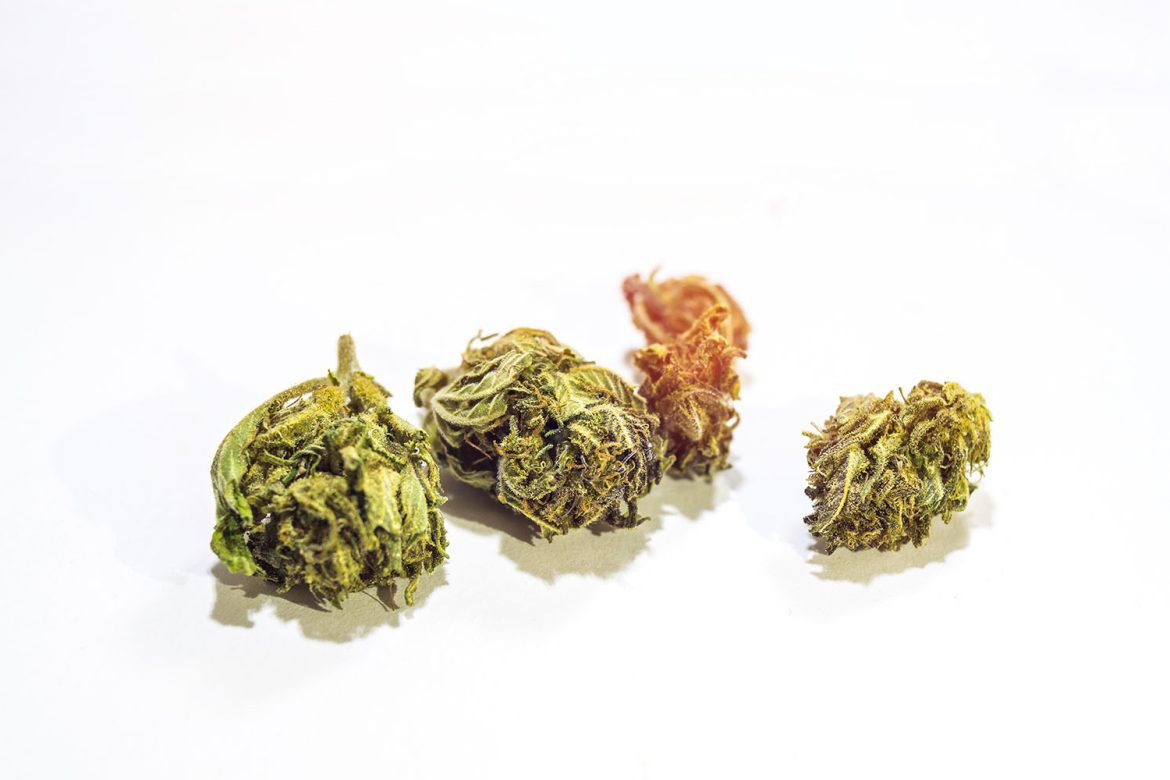 cannabis-flower-buds.mail order marijuana canada. order weed canada. buy edibles online canada.