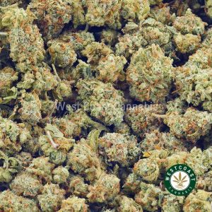 Order weed online congo strain weed online Canada. buy online weeds. gorilla glue #4, distillate thc, and green crack weed online. mail order marijuana weed dispensary.