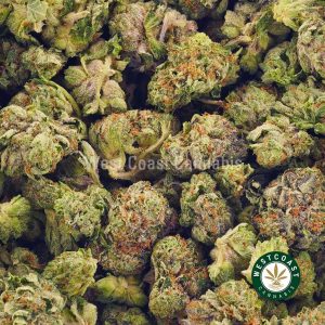 Order weed online Gelato 33 from West Coast Cannabis Canada. BC Cannabis. Weed shop online. Best online dispensary canada