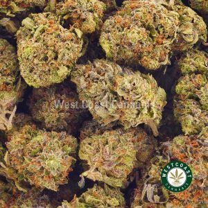 Buy Cannabis Purple Diesel at Wccannabis Online Shop