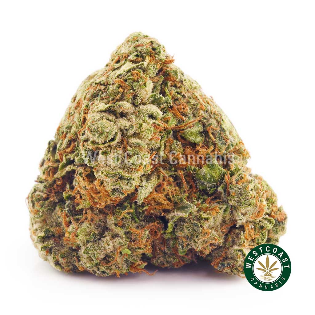 Buy cotton candy kush weed online in Canada. mail order marijuana weed dispensary. budgetbuds. canada weed.