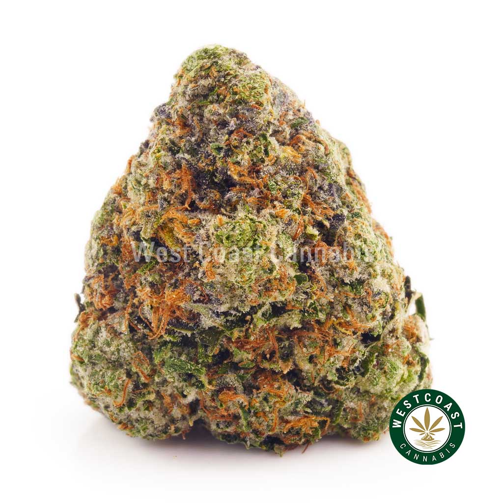 Blue Comatose weed buds for sale from West Coast Cannabis. cannabis dispensary. buy online weeds. budgetbuds.