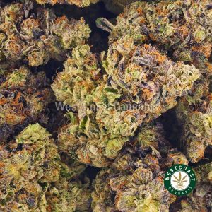 Buy Pink Congo weed from the best online dispensary in Canada West Coast Cannabis mail order weed.