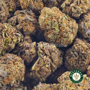 Order weed online Black Mango strain from top mail order marijuana weed dispensary West Coast Cannabis Canada.