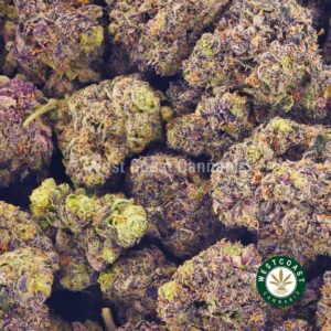Buy weed Purple Afghan Haze AAAA at wccannabis weed dispensary & online pot shop