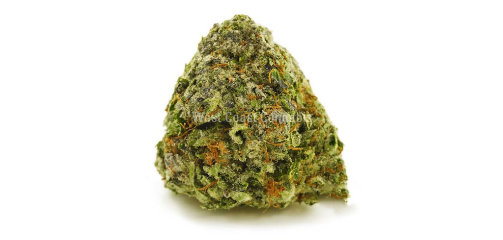 Gorilla Glue 4 weed bud. One Of The Strongest Hybrid Strains for Sleep. online dispensary in Canada.