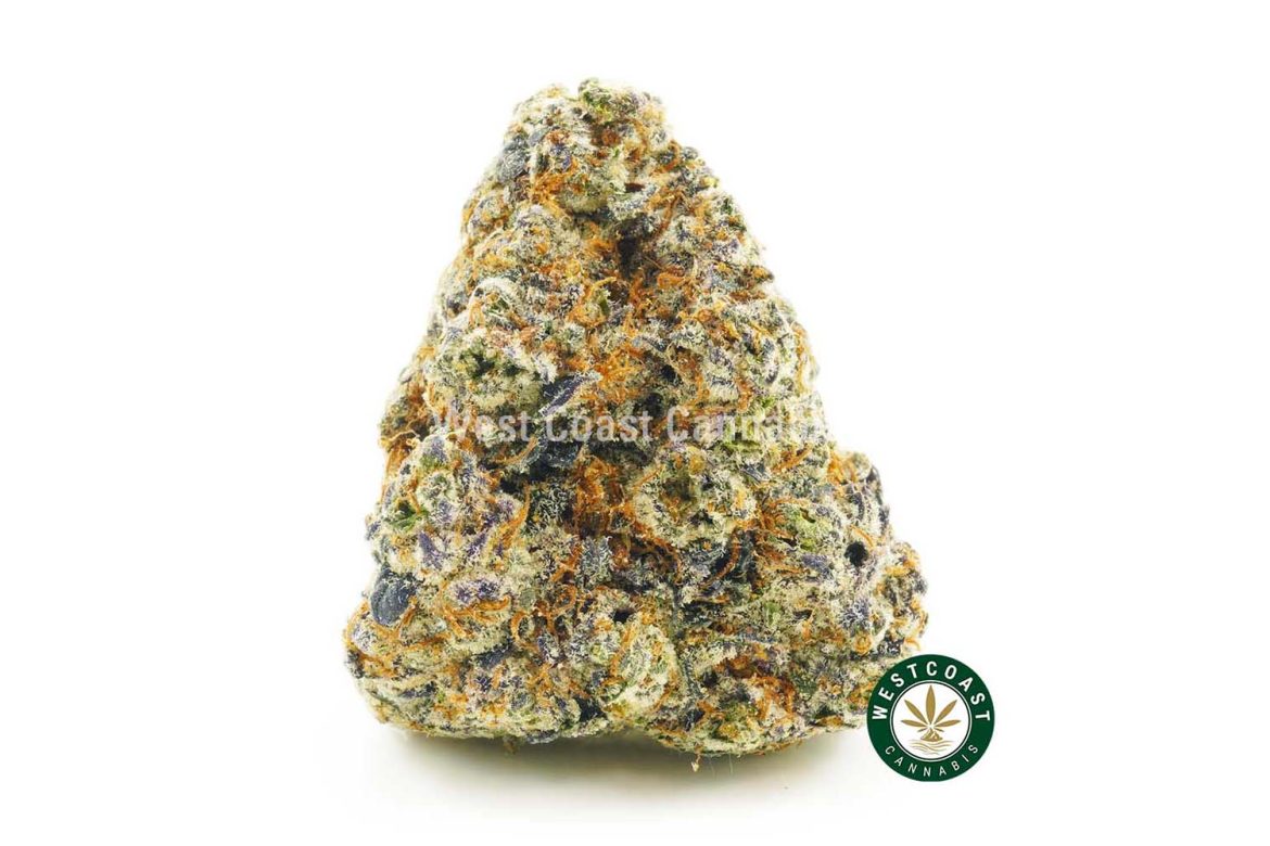 Image of large bud of lava cake strain from wccannabis online dispensary in Canada. Buy weed online.