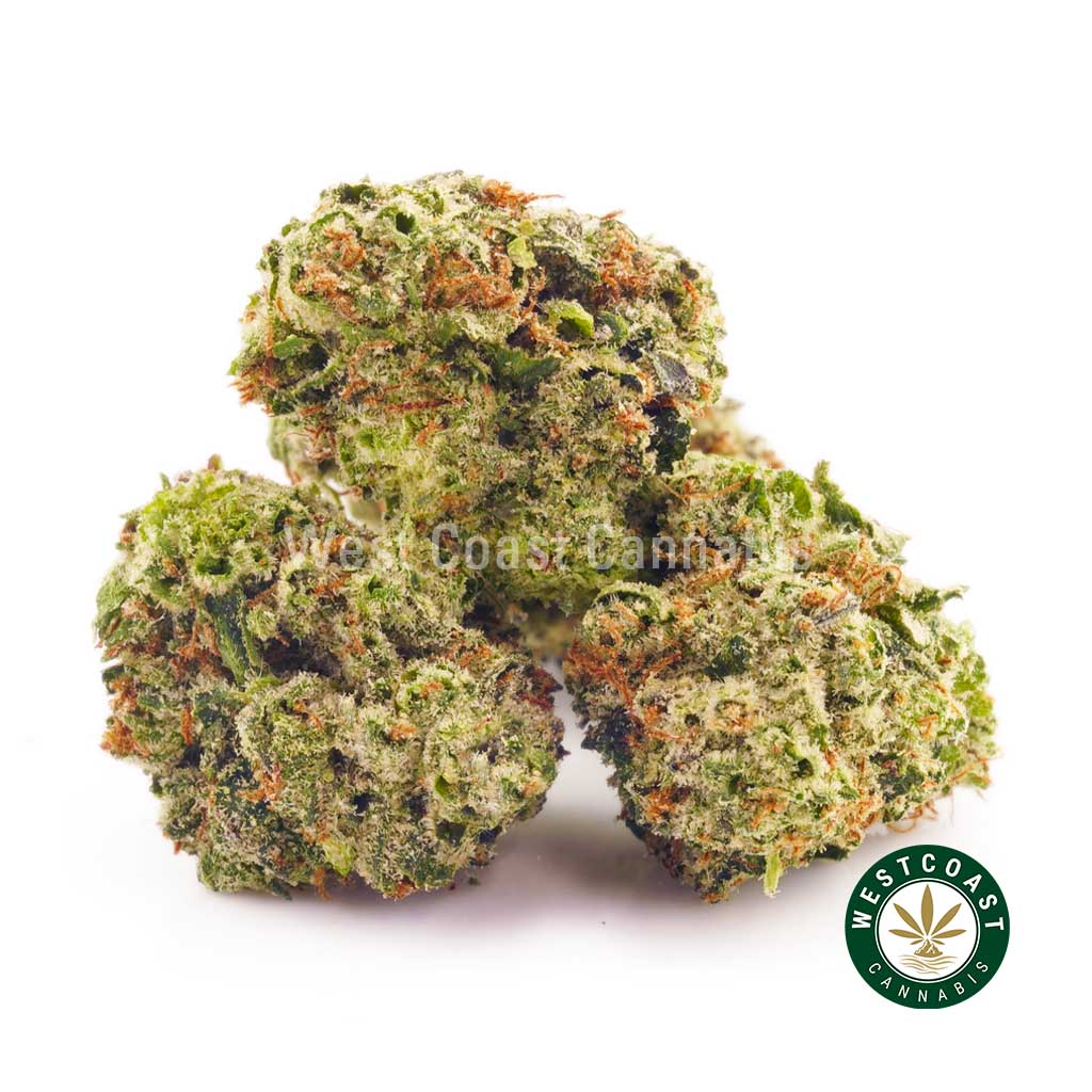 Buy weed Platinum Gelato strain. Cannabis popcorn. distillate thc. mail order marijuana canada. htfse. weed shop online.