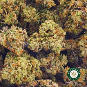 Buy weeds online Blue Afghani strain from mail order weed dispensary west coast cannabis BC cannabis stores. cheapweed. edibles canada.