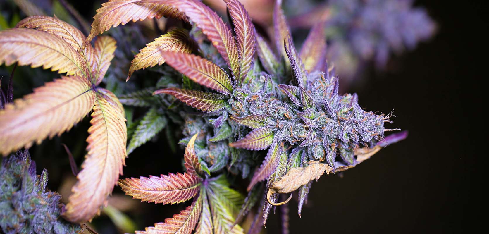 Lava Cake strain cannabis plant close up photo. buy weeds online. online dispensary canada. 