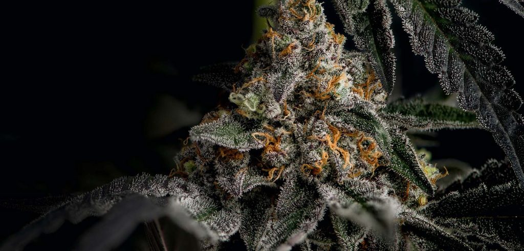 Marijuana plant Death Bubba Strain. weed dispensary for cheapweed online in Canada. Dispencary.