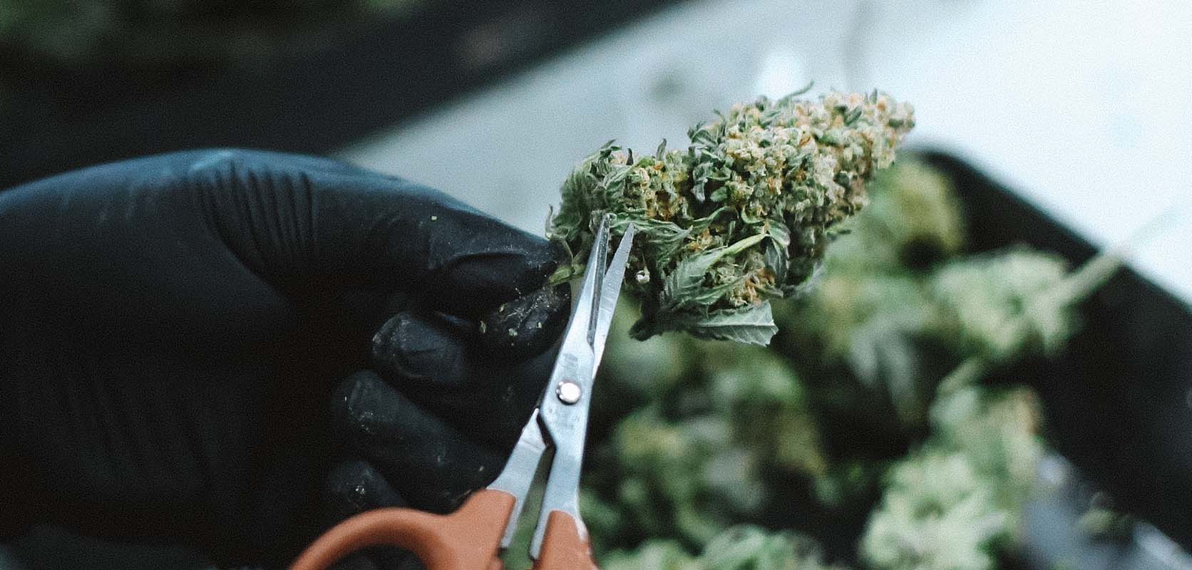 Trimming cannabis professionally. order weed online. rainbow kush, tom ford strain, and hindu kush strain weed online canada west coast supply. 
